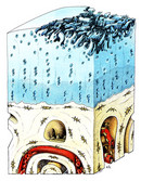 Arthrose, Arthrosen, Knorpel, Gelenksverschleiß, Regenerationsfähigkeit, Knorpelveränderung